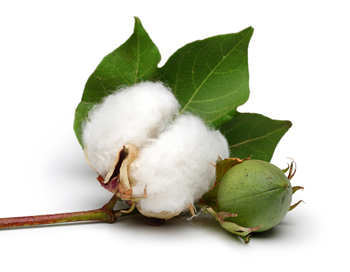 cotton